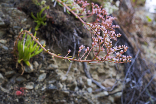 Dudleya viscida