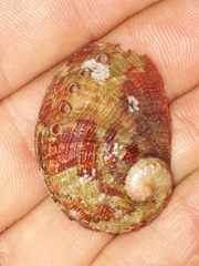 Haliotis coccoradiata