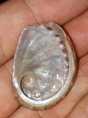 Haliotis coccoradiata