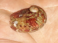 Haliotis coccoradiata