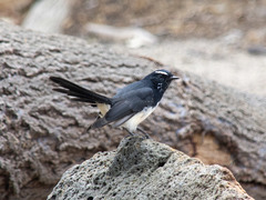 Rhipidura leucophrys