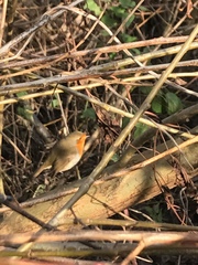 Erithacus rubecula