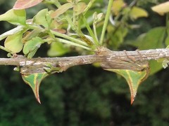 Umbonia