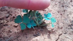Oxalis imbricata violacea