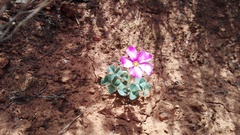 Oxalis imbricata violacea