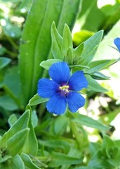 Anagallis
