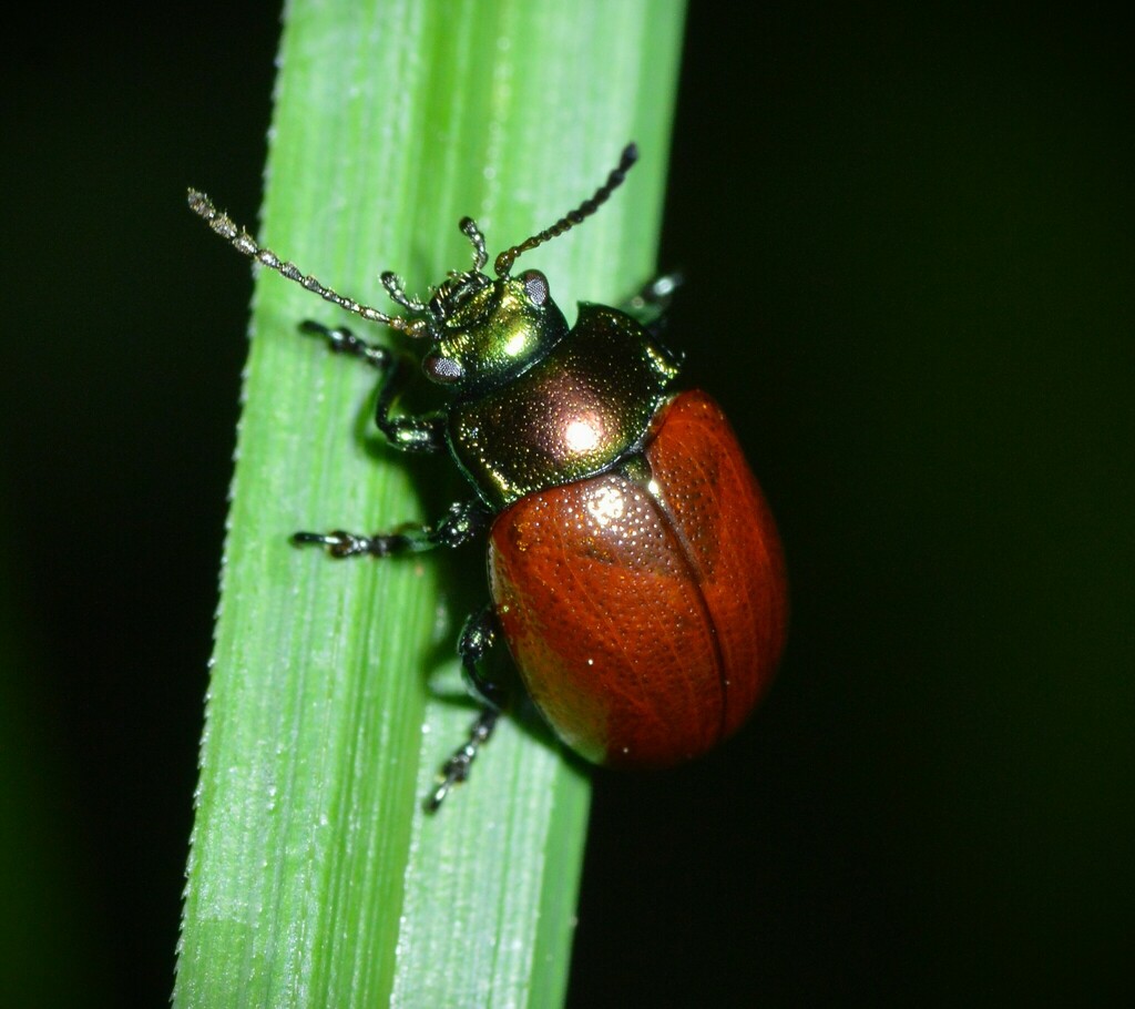 Knotgrass Leaf Beetle From Hallerndorf, Deutschland On June 9, 2022 At 