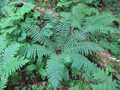 Dryopteris crassirhizoma