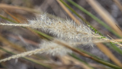 Poaceae