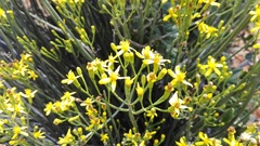 Senecio junceus