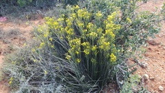 Senecio junceus