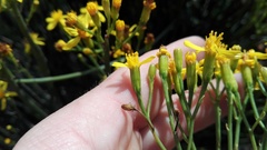 Senecio junceus