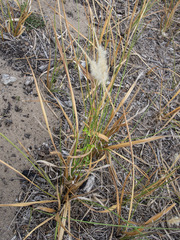 Poaceae