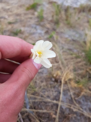 Cyrtanthus leucanthus