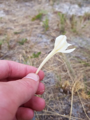 Cyrtanthus leucanthus