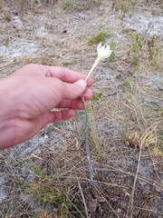 Cyrtanthus leucanthus