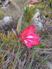 Gladiolus carmineus