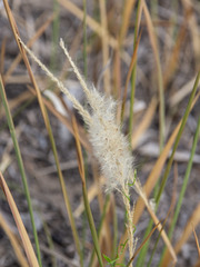 Poaceae