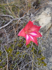 Gladiolus carmineus