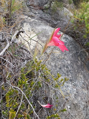Gladiolus carmineus
