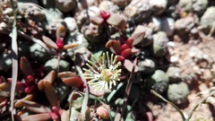 Euphorbia globosa