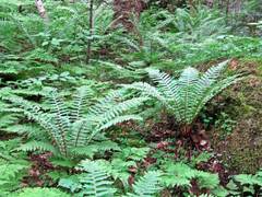 Dryopteris crassirhizoma
