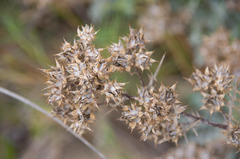 Angiospermae