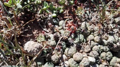 Euphorbia globosa