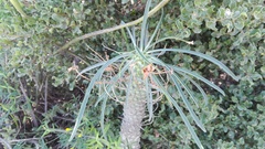 Euphorbia clava