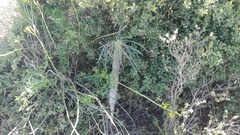 Euphorbia clava