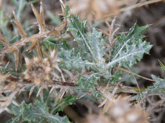 Angiospermae