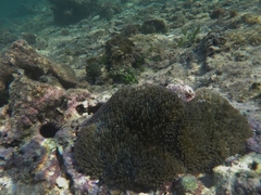 Stichodactyla helianthus