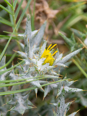 Angiospermae