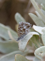 Theclinesthes serpentata