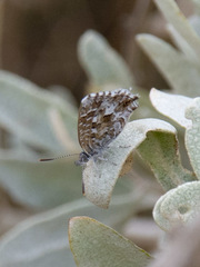 Theclinesthes serpentata