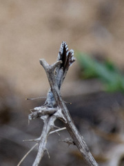 Theclinesthes serpentata
