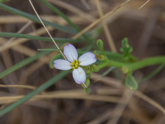 Cakile maritima