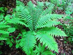 Dryopteris crassirhizoma