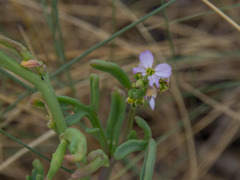 Cakile maritima