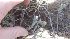 Trichodiadema orientale