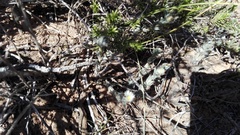 Trichodiadema orientale