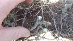 Trichodiadema orientale