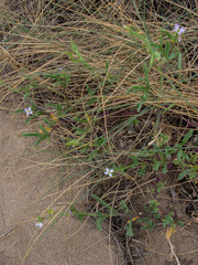 Cakile maritima