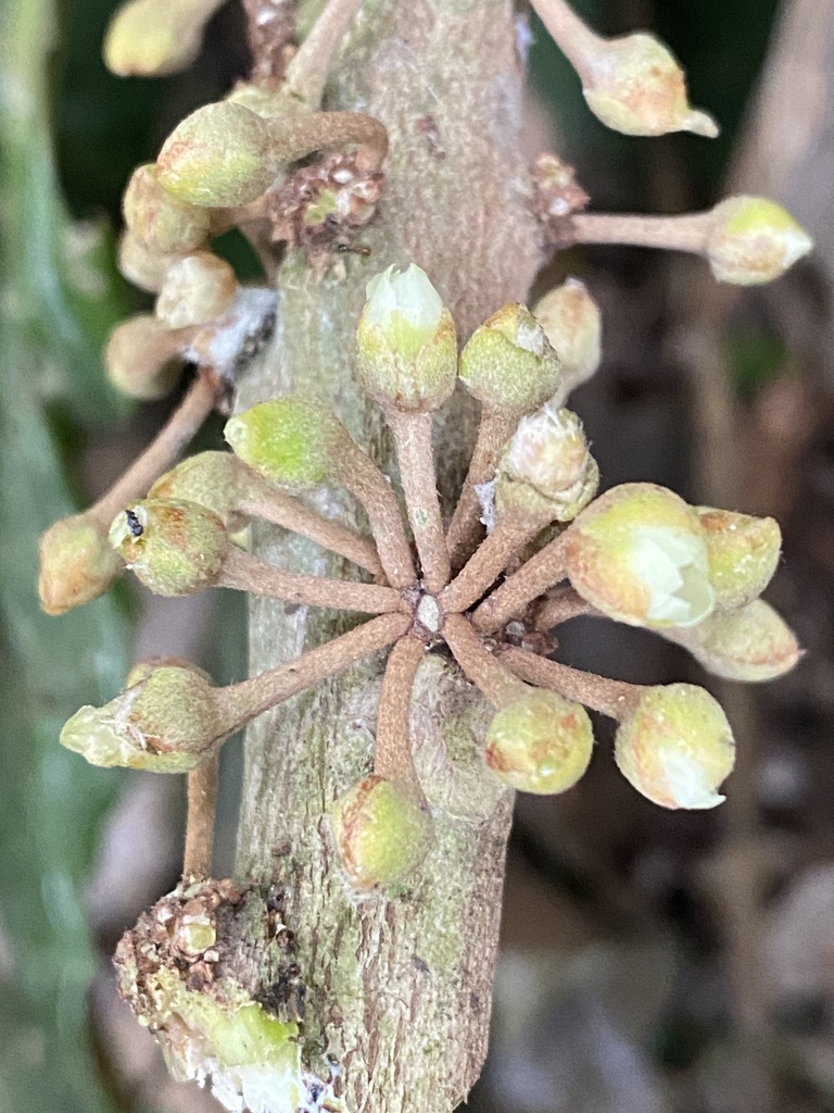 Chrysophyllum imperiale : Guapeba