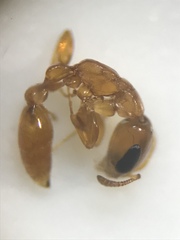 Pseudomyrmex seminole
