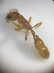 Pseudomyrmex seminole