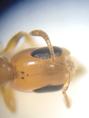 Pseudomyrmex seminole