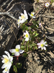 Jeffersonia diphylla