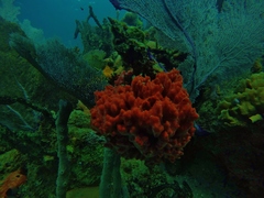 Monanchora arbuscula