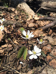 Jeffersonia diphylla